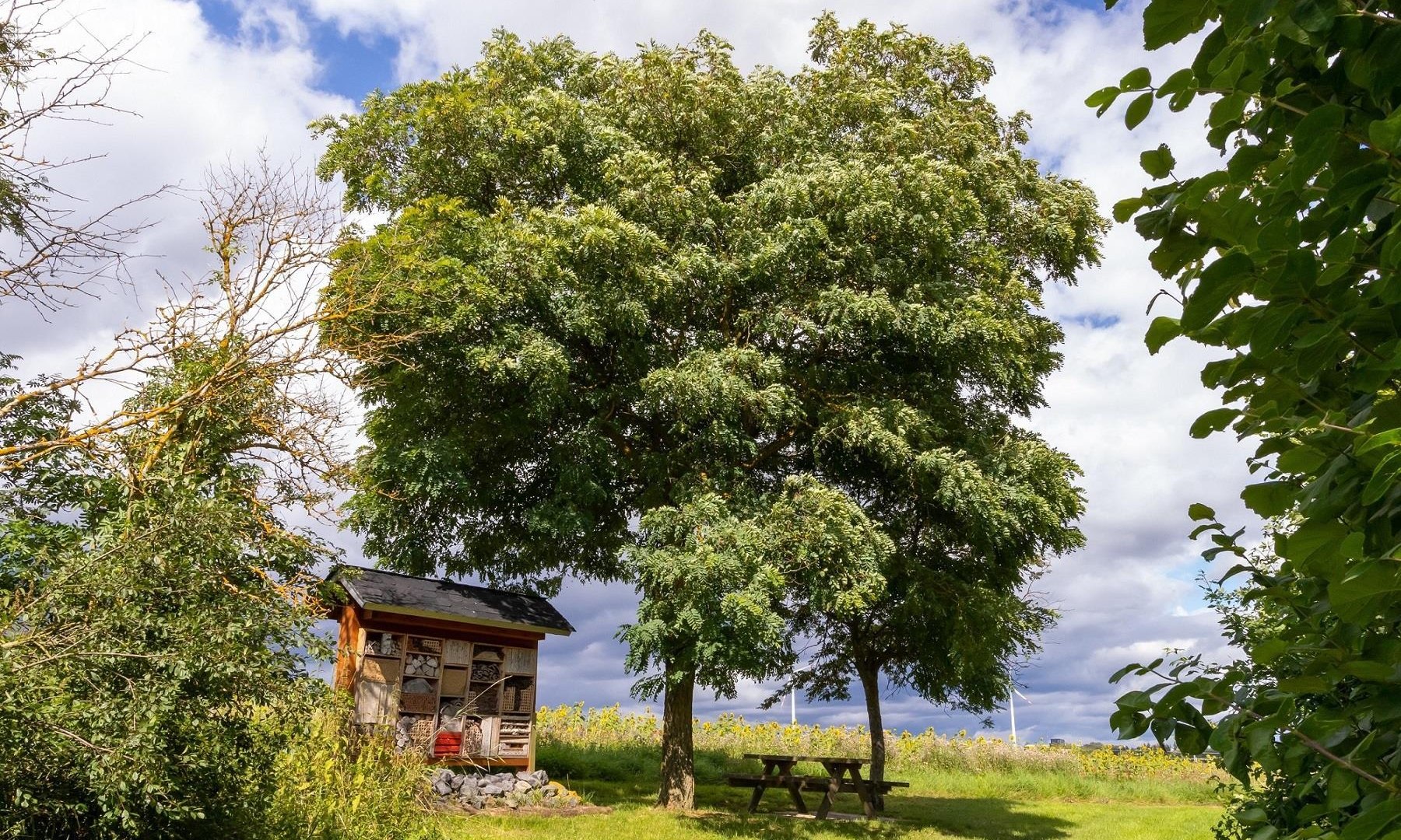Picknickbank mit Insektenhotel am Rundweg Nr. 18 | © S. Mauer