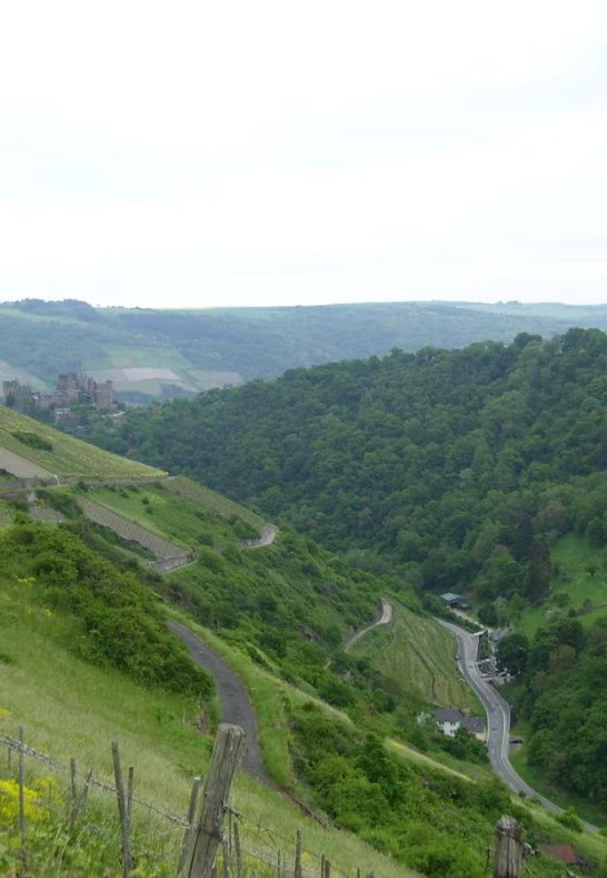 Weinberg | &copy; Daniela Schneider