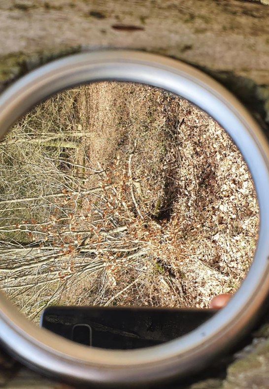 Wald im Spiegel | © T. Biersch