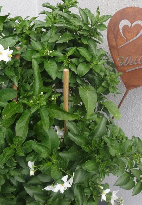 Deko | © Karin Weber