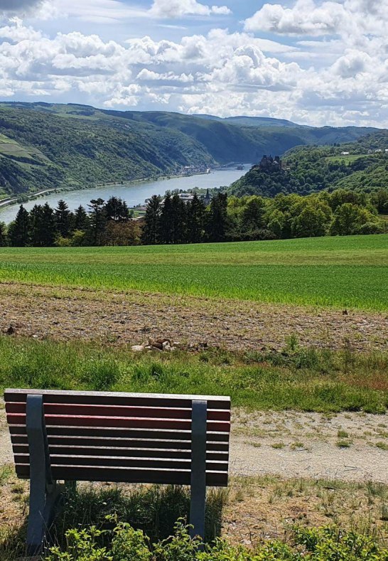 Niederburger Heide Liegebank | © TI Hunsrück-Mittelrhein Niederburger Heide Liegebank | © TI Hunsrück-Mittelrhein