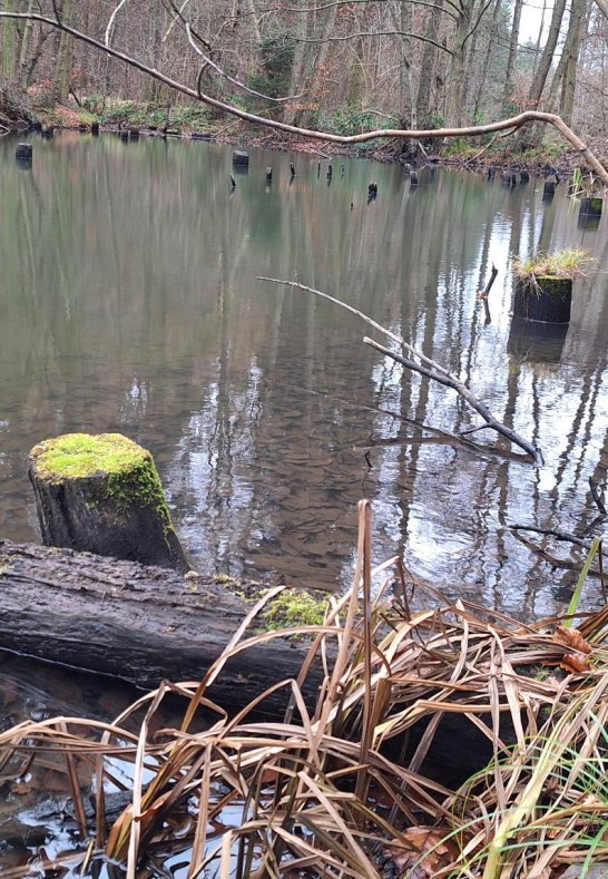 Waldteich am Kriesbächelche | © T. Biersch