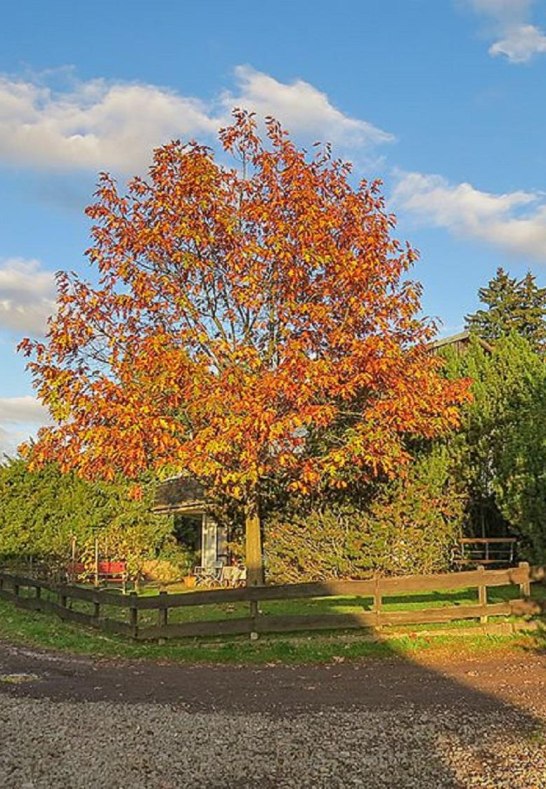 Herbstlandschaft | &copy; Brigitte Reuter-Schneider