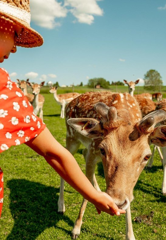 Wildf&uuml;tterung | &copy; C. W&ouml;lbert