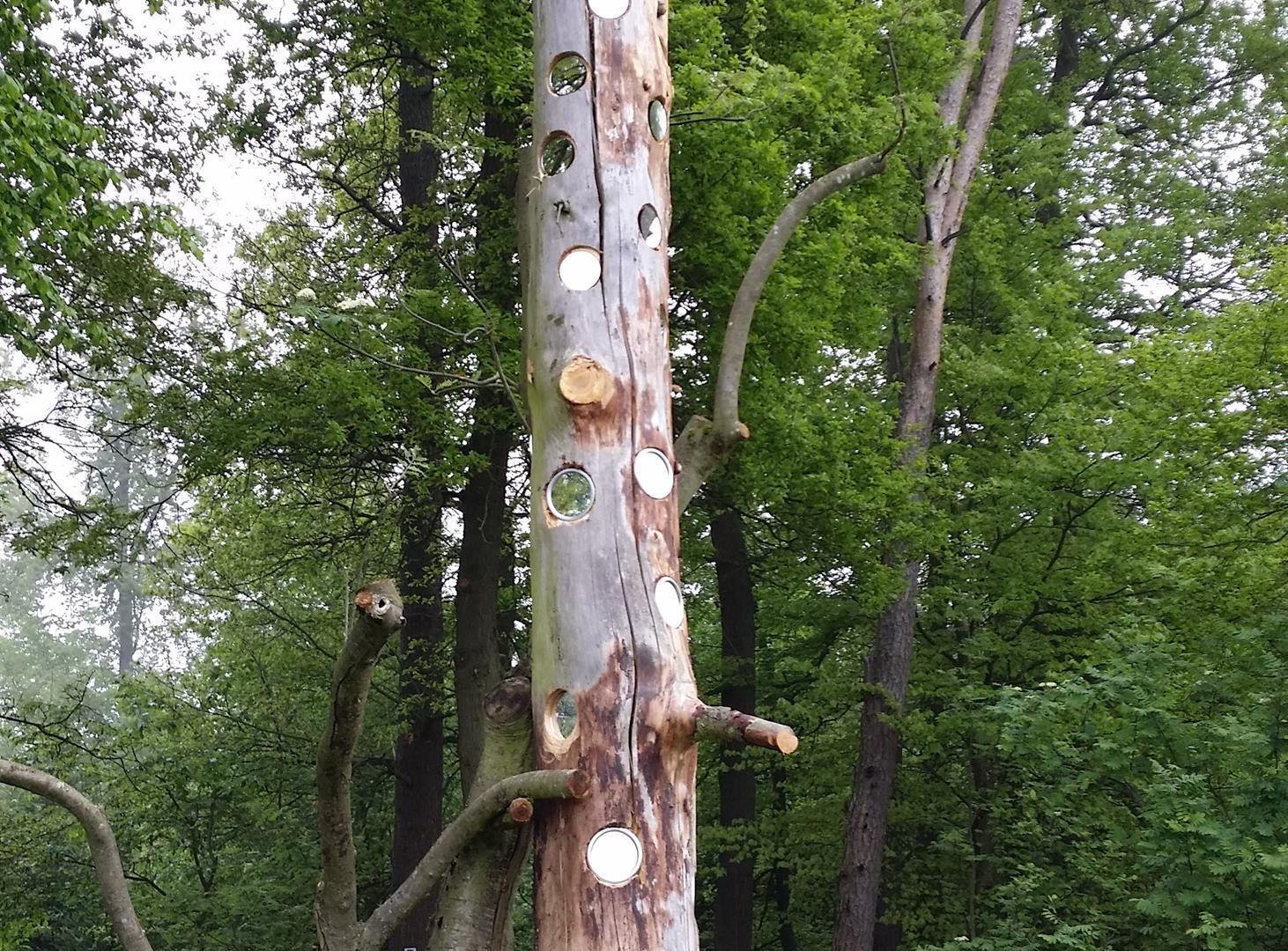 Spiegelbaum | © T. Biersch Spiegelbaum | © T. Biersch