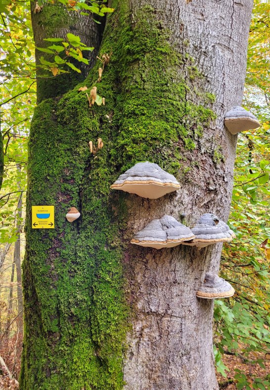 Baum mit Zunder | &copy; E. Bender