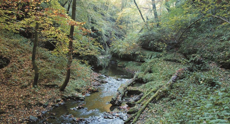 Natur -pur | © T. Biersch