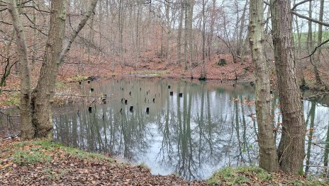 Teich am Kriesbächelche | © T. Biersch