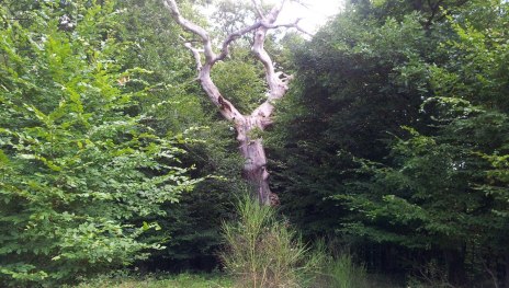 Der " Waldgeist" | &copy; Thomas Biersch