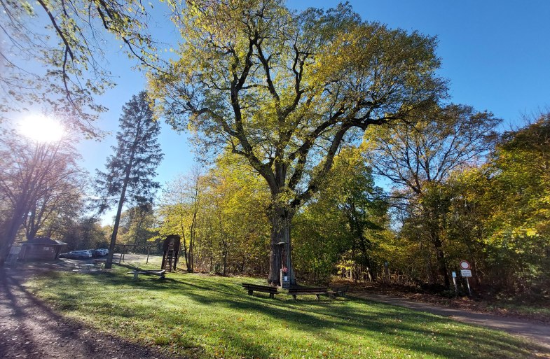 Platz an der alten Eiche | © T. Biersch Platz an der alten Eiche | © T. Biersch