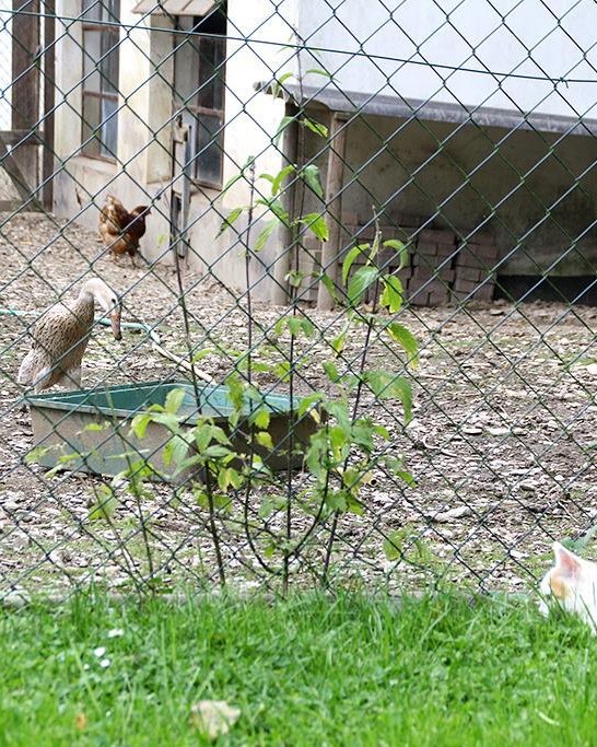 Katze und Federvieh | &copy; Anna Becker